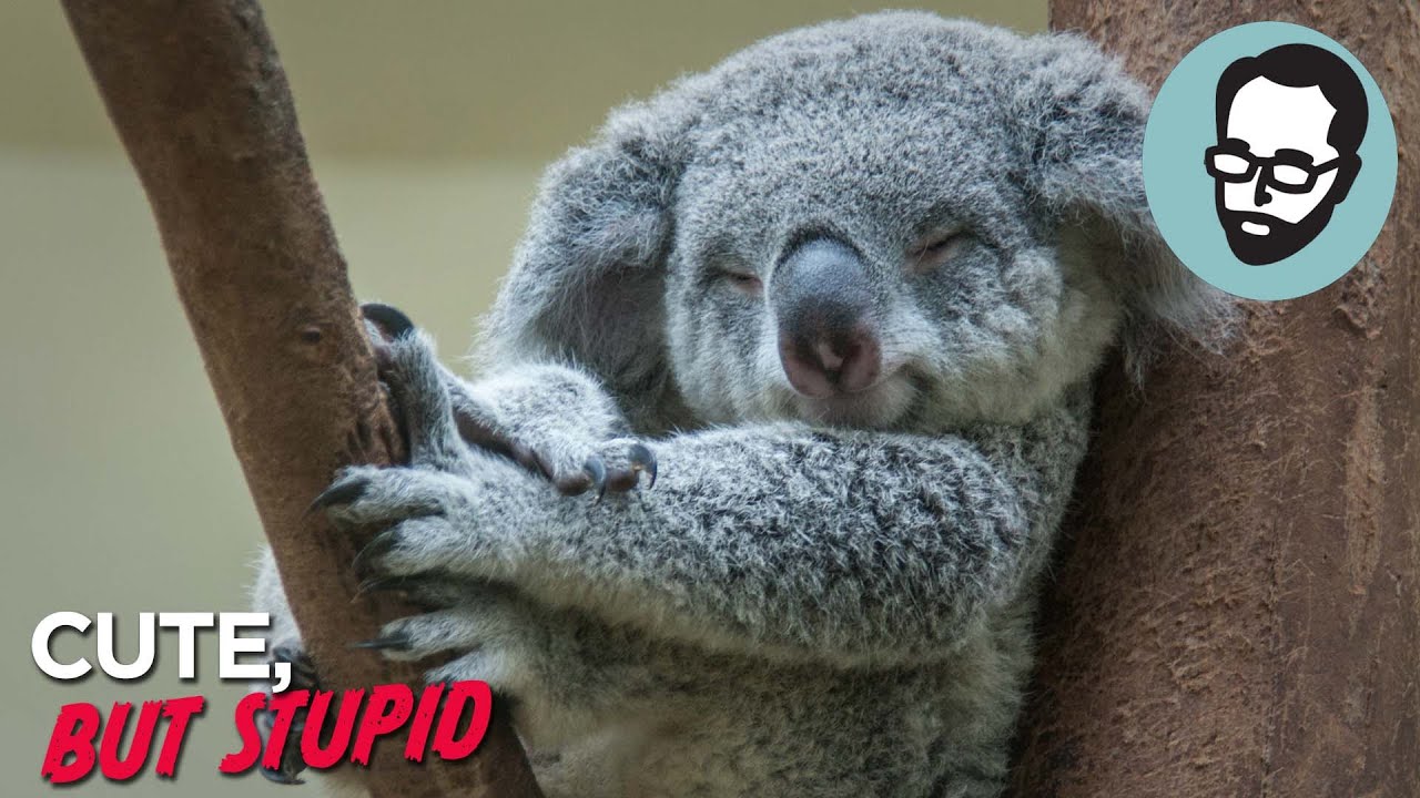 Dumb koala